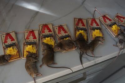 rodent trapping